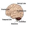 Music Education and Brain Development 101