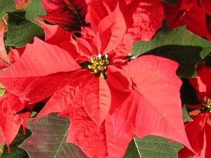 Christmas Flower